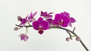 Flower vases flower art tropical. 20 Types Of Orchids To Use As Houseplants