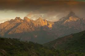 Image result for Microcharis angolensis