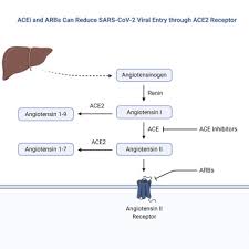 _ plays a major role in regulating the concentration of k+ ions in the extracellular fluid by increasing the rate of k+ secretion in the distal tubule and collecting duct: The Two Faces Of Ace2 The Role Of Ace2 Receptor And Its Polymorphisms In Hypertension And Covid 19 Molecular Therapy Methods Clinical Development