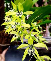 Image result for Oeceoclades pandurata