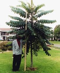 Image result for Polyscias fulva