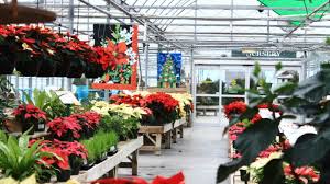 Free plants and flowers near me. How To Get Free Plants Leaf And Paw