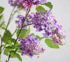 Faux Lilac Stems In 2021 Lilac Flowers Golden Pothos Plant Potted Olive Tree