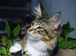Another question that should be addressed is could a maine coon frame be supported on munchkin legs? Maine Coon Personality Traits Maine Coon Guide