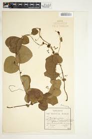 Image result for Stephania abyssinica