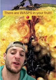 Wat Does The Wasp Grow A