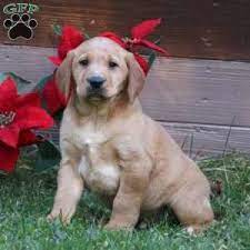 Check spelling or type a new query. Puppies For Sale Under 500 Price Under 500 Greenfield Puppies Golden Labrador Puppies Puppies Golden Retriever Mix Puppies