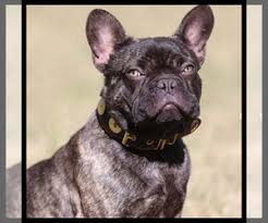 Superstition french bulldogs started out in the superstition mountains just east of phoenix, arizona. French Bulldog Verified Dog Breeders Near Phoenix Arizona Usa Page 1 10 Per Page Puppyfinder Com
