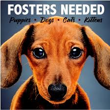 Shelter Dogs with Demodectic Mange ...