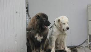 Sadece bekçi köpeği olarak değil, aynı zamanda savaş köpeği olarak da kullanılan alabai. Alabai Vs Caucasian Shepherd Facts Video Dailymotion