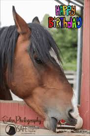 Happy Birthday Horse Gifs Tenor That`s why animated images like a happy birthday gif may. happy birthday horse gifs tenor
