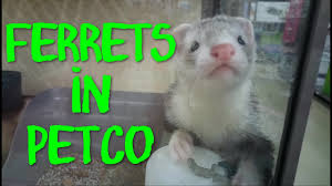A ferret can cost between $50 and $350 usd, depending on whether you buy it from a pet store, buy it from a breeder, or adopt it from a shelter. Petco Ferret Sale 2019