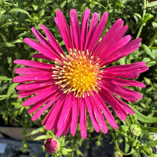 Image result for Asters `Jenny