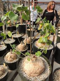 Image result for Pyrenacantha