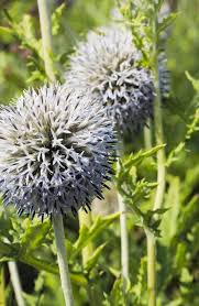 Plant squash around your corn and other plants. Top 7 Plants That Repel Raccoons Raccoon Repellent Levo League