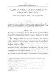 Image result for Streptocarpus montis-bingae