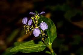 Image result for Aneilema dregeanum