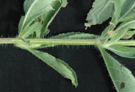 Image result for Syncolostemon bracteosus