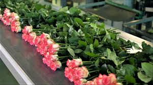 Do you live in norfolk? Tips For Preserving Your Valentine S Day Roses And Flower Arrangements 13newsnow Com