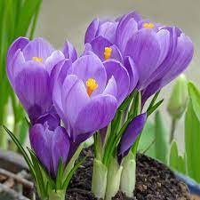 Pin On Hermosas Flores