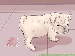 How To Take Care Of An English Bulldog Puppy Bulldog Puppies English Bulldog Puppies English Bulldog Care