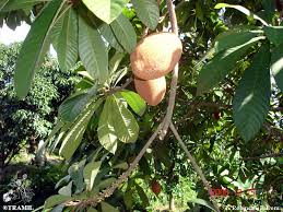 Image result for Pouteria pseudoracemosa