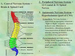 Introduction To Neurological Nursing Ppt Video Online Download