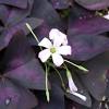 Oxalis plum crazy, shamrock, 3 (2.6x3.5) $17.86. 1