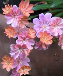 Image result for Rytigynia lewisii