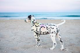 One day, pongo sets his eyes on a beautiful female dalmatian named perdita. 101 Dalmatian Names A Z List Of Every Dog Name From 101 Dalmatians My Pet S Name
