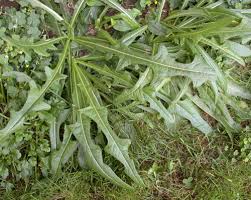 Image result for Sonchus schweinfurthii