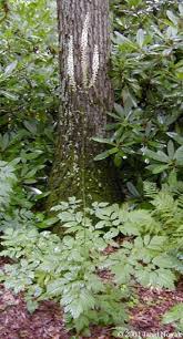 Image result for Acalypha racemosa