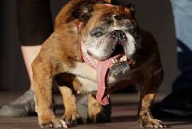 ❤ get the best ugly dog wallpaper on wallpaperset. Ugly Dog Shemazing