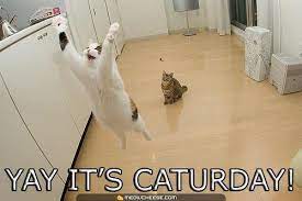 See more ideas about saturday quotes, good morning saturday, saturday. Caturday Know Your Meme