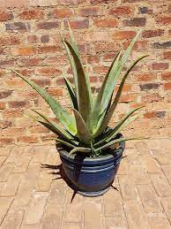 Aloe Vera Aloe Barbadensis Plants Succulent Shop Nursery South Africa Buy Succulents Online