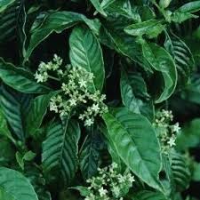 Image result for Psychotria succulenta