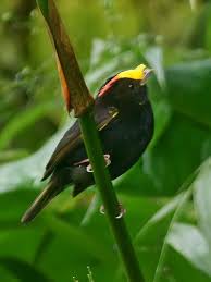 Birds Of A Feather 2 Pin On Home And Garden