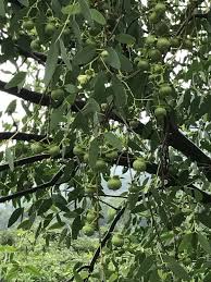 Image result for Sonneratiaceae