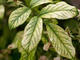 Are you experiencing leaf issues? Problem Solving Magnesium Deficiency Bbc Gardeners World Magazine