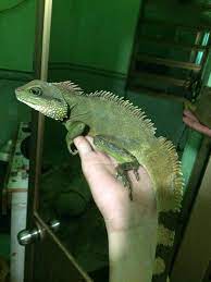 We did not find results for: Pin On Chinese Water Dragon
