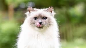 Licking kitty's kitty ♥ #4. R Hnvdc0dblikm