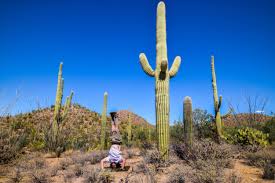 Cactus, desert cactus, forest cactus. Saguaro National Park An Ideal Destination For Any Cactus Lover