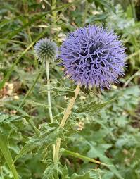 Image result for Echinops longifolius
