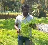 2,4-D Sodium Salt is a widely used herbicide for controlling broadleaf  weeds in Coconut farm, Properties : , 1. Chemical name :  2,4-Dichlorophenoxyacetic acid, sodium salt, 2. Formula : C8H5Cl2NaO3, ...