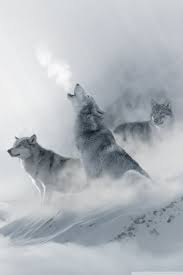 It is the largest extant member of canidae, males averaging 40 kg and females 37 kg. Ultra Hd Wolf Hd Wallpaper Iphone 640x960 Wallpaper Teahub Io