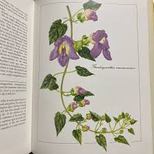 Image result for Thunbergianthus ruwenzoriensis