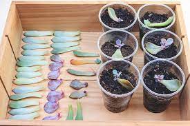 We did not find results for: How To Grow Succulents From Leaves And Stem Cuttings