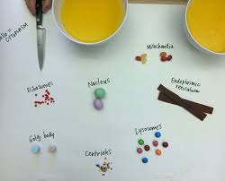 When creating your edible cell model the first thing to do is determine if you are making a plant or an animal cell. Edible Cell Model