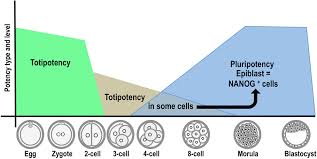 A zygote (the initial stage of the offspring of a sexually reproducing organism, animal or plant) is a single cell containing both the the dna of the mother cell and of the male cell (sperm in animals). Totipotency Continuity From Zygote To Early Blastomeres A Model Under Revision In Reproduction Volume 158 Issue 2 2019