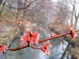 Flowering trees are one of the best signs that the spring season is here. Spring Tree Flower Brook Flowers On Brook Red Tree Flower Springtime Flower Bloom Spring Flowers Tree Flowers Red Flower Pikist